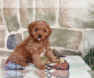Cavapoo Puppy for sale in SHILOH, OH, USA
