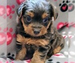 Puppy Little Darling Yorkshire Terrier