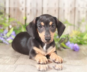 Dachshund Puppy for sale in MOUNT VERNON, OH, USA