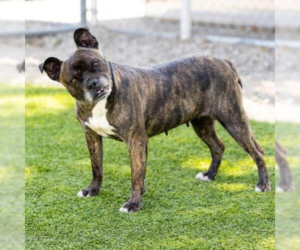 Medium Photo #3 Bull-Boxer Puppy For Sale in Camarillo, CA, USA