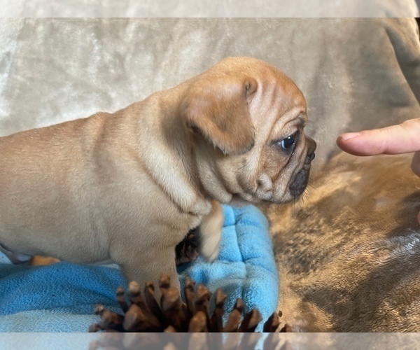 Medium Photo #4 French Bulldog Puppy For Sale in MIDDLEBURG, FL, USA