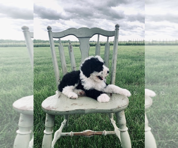 Medium Photo #8 Sheepadoodle Puppy For Sale in DADEVILLE, MO, USA