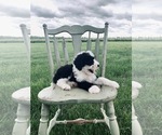 Small Photo #8 Sheepadoodle Puppy For Sale in DADEVILLE, MO, USA