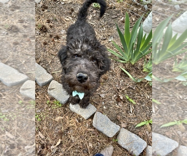 Medium Photo #1 Labradoodle-Poodle (Standard) Mix Puppy For Sale in MIDDLESEX, NC, USA