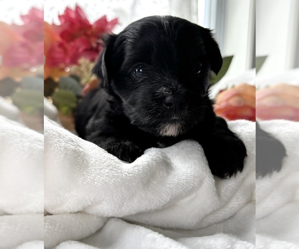 Medium Photo #3 Morkie Puppy For Sale in ROCK STREAM, NY, USA