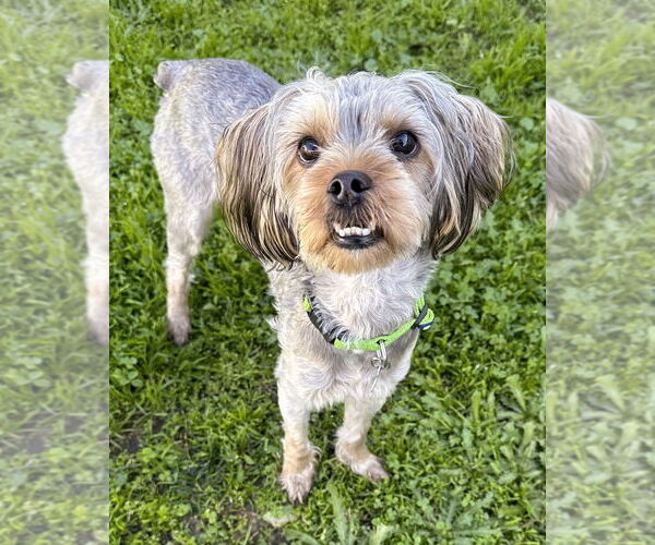 Medium Photo #3 Mutt Puppy For Sale in Corona, CA, USA