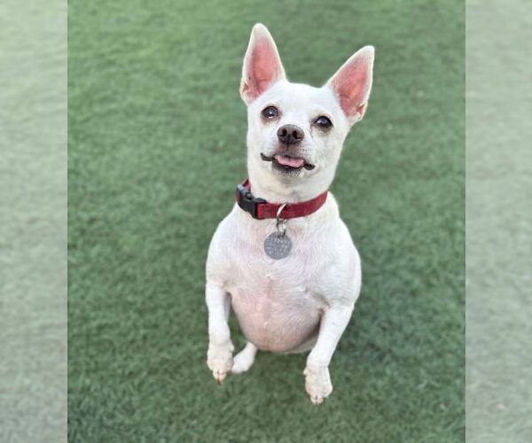 Medium Photo #8 Chihuahua-Unknown Mix Puppy For Sale in phoenix, AZ, USA