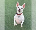 Small #7 Chihuahua Mix