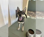 Small Mutt