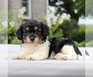 Cavachon Puppy for sale in GORDONVILLE, PA, USA