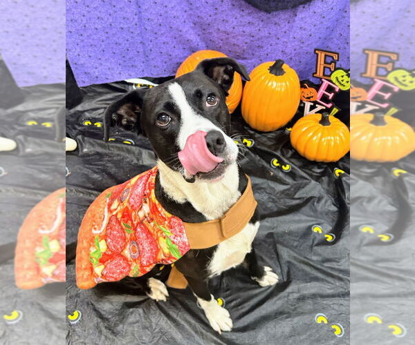 Medium Photo #3 Collie-Labrador Retriever Mix Puppy For Sale in Bryant, AR, USA