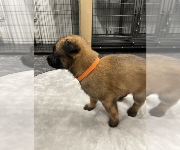 Medium Photo #59 Belgian Malinois Puppy For Sale in REESEVILLE, WI, USA