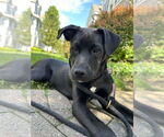 Small #25 Labrador Retriever