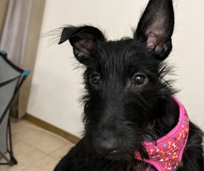 Japanese Terrier-Scottish Terrier Mix Dogs for adoption in SPRING HILL, FL, USA