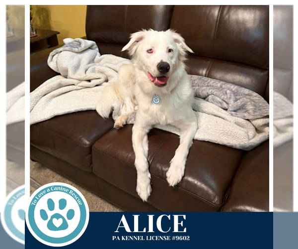 Medium Photo #1 Australian Shepherd Puppy For Sale in Kimberton, PA, USA