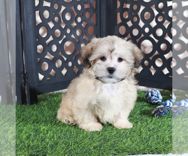 Medium Photo #4 Shorkie Tzu Puppy For Sale in MOUNT VERNON, OH, USA