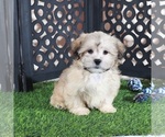 Pumpkin - Male Shorkie Tzu Puppy for Sale - Photo #4