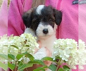 Cadoodle Puppy for sale in PERU, IN, USA