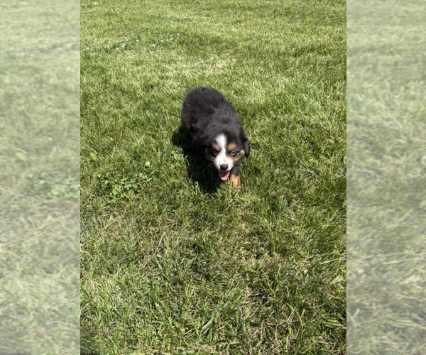 Medium Photo #6 Australian Shepherd Puppy For Sale in AUBURN, IN, USA