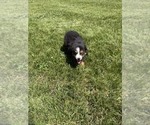 Small #5 Australian Shepherd