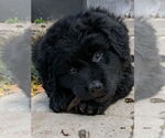 Small #2 Golden Retriever Mix