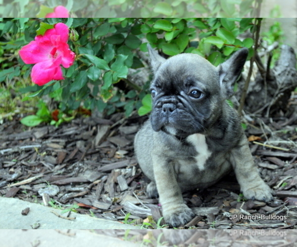 Medium Photo #6 French Bulldog Puppy For Sale in ROYSE CITY, TX, USA