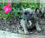 Small Photo #6 French Bulldog Puppy For Sale in ROYSE CITY, TX, USA