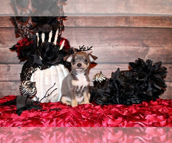 Medium Photo #1 Chihuahua Puppy For Sale in CHARLESTON, AR, USA