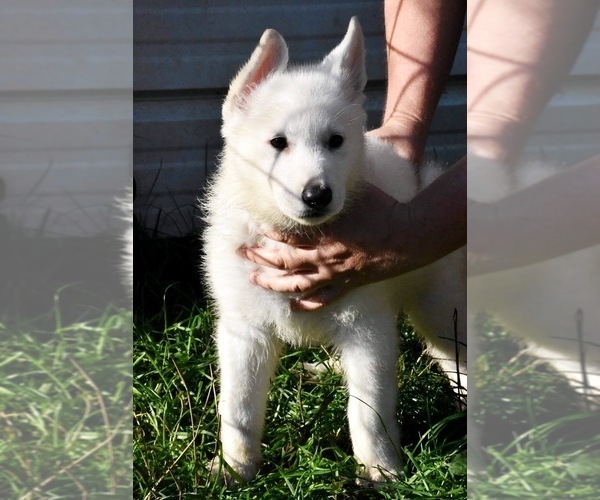 Medium Photo #1 German Shepherd Dog Puppy For Sale in MOUNT VERNON, WA, USA