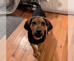 Small #3 Mutt