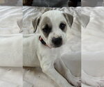 Small Photo #3 Labrador Retriever-Unknown Mix Puppy For Sale in Rockaway, NJ, USA