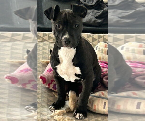 Medium Photo #4 American Staffordshire Terrier-Unknown Mix Puppy For Sale in Brewster, NY, USA