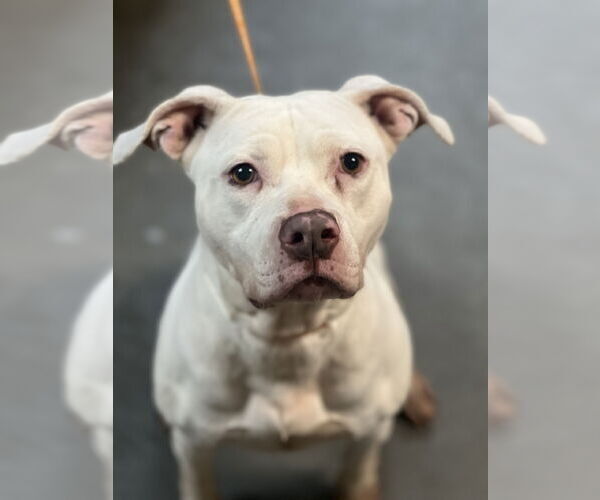 Medium Photo #7 American Pit Bull Terrier-American Staffordshire Terrier Mix Puppy For Sale in Rockaway, NJ, USA