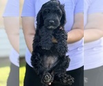 Small #7 Sheepadoodle