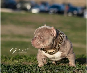 Father of the American Bully puppies born on 05/11/2023