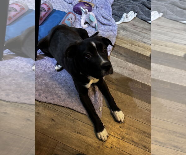 Medium Photo #8 Boxer-Unknown Mix Puppy For Sale in Kankakee, IL, USA