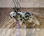 Small Photo #13 Dalmatian Puppy For Sale in DUVALL, WA, USA