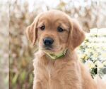 Image preview for Ad Listing. Nickname: Greta