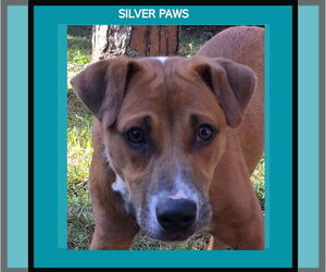 Labrador Retriever-Unknown Mix Dogs for adoption in Royal Palm Beach, FL, USA