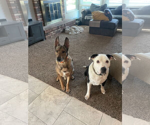 Medium Photo #6 Mutt Puppy For Sale in Sandy, UT, USA