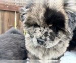 Small Photo #3 Chow Chow Puppy For Sale in VALLEJO, CA, USA