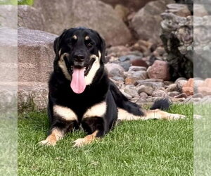 German Shepherd Dog-Unknown Mix Dogs for adoption in Minneapolis, MN, USA