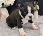 Small Photo #33 Boston Terrier Puppy For Sale in GOSHEN, IN, USA