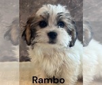 Puppy RAMBO Zuchon