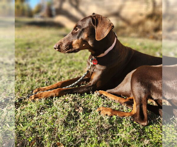 Medium Photo #3 Doberman Pinscher Puppy For Sale in Minneaoplis, MN, USA