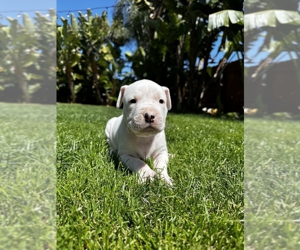 Medium Photo #4 Dogo Argentino Puppy For Sale in VISTA, CA, USA