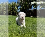 Small Photo #4 Dogo Argentino Puppy For Sale in VISTA, CA, USA