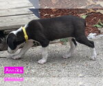 Small #1 Border Collie Mix