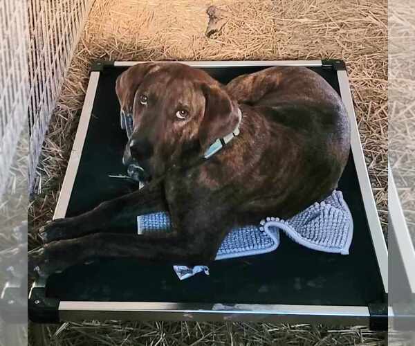 Medium Photo #18 German Shorthaired Pointer-Treeing Walker Coonhound Mix Puppy For Sale in Stover, MO, USA