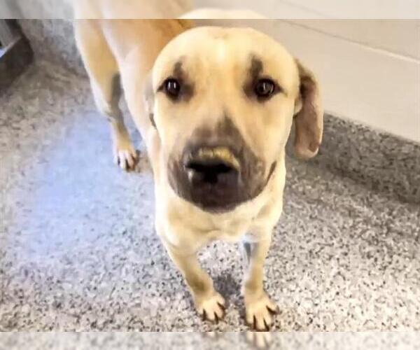 Medium Photo #3 Black Mouth Cur-Labrador Retriever Mix Puppy For Sale in Houston, TX, USA